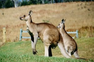 Kangaroos