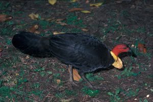 Brush Turkey