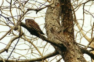 Frogmouths