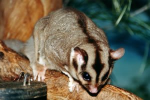 Squirrel Glider 