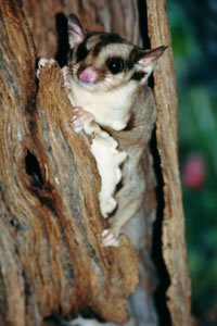 Squirrel Glider 