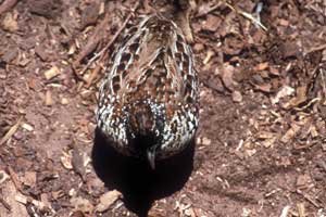 Female Black-breasted Button Quail