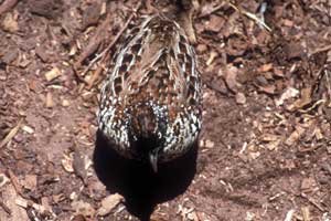 Female Black-breasted Button Quail