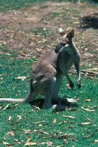 Whiptail Wallaby