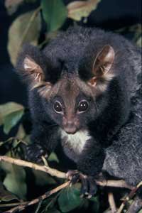 Greater Glider 