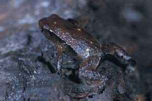 Australian Marsupial Frog 