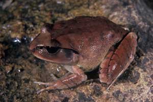 Great Barred Frog