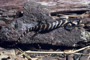 Pink-tongued Skink