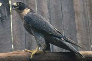 Peregrine Falcon