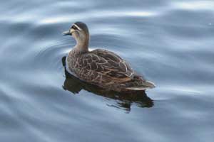 Pacific Black Duck