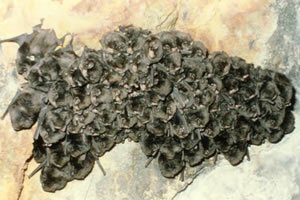 Large Bent wing Bat colony 