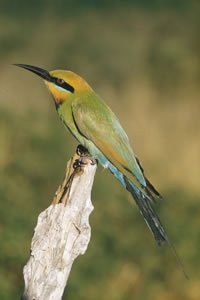 Rainbow Bee eater