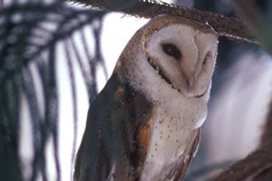 Barn Owl