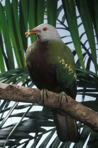 Wompoo Fruit dove