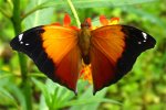 Leafwing Butterfly