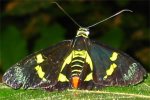 Regent Skipper Butterfly