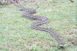 Carpet Python 