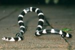 Bandy Bandy Snake