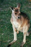 Kangaroo