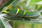 Tailed Emperor Larvae