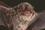 Little Bent wing Bat