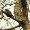 Frogmouths