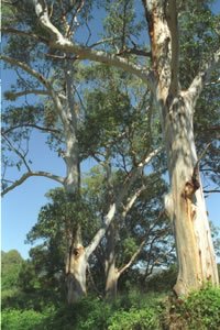 Flooded Gum