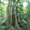 Strangler Fig