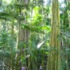 Strangler Fig