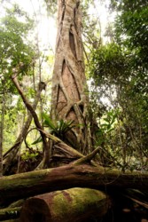 Strangler Fig tree