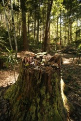 stump in forest